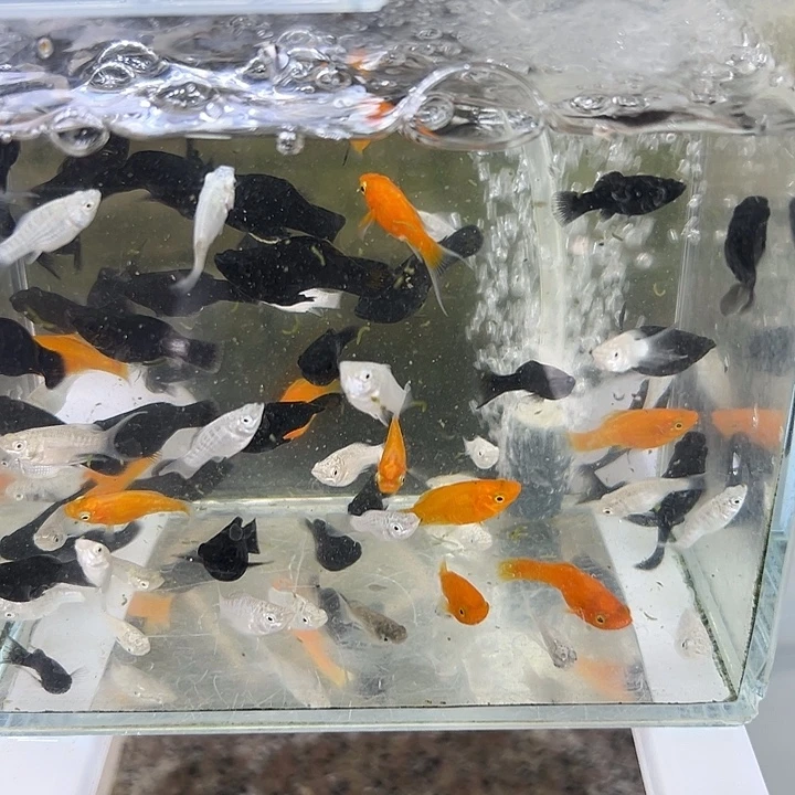 海水鱼燕尾小球鱼2-3cm12条
