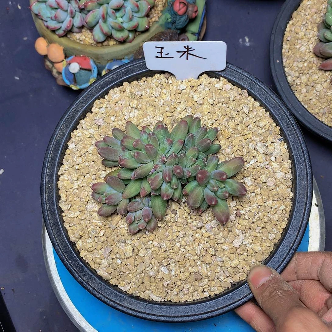 玉*哈哈哈哈哈哈哈哈哈