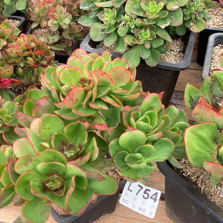 红菱缀化 处理不售后 多肉植物9.27号后发