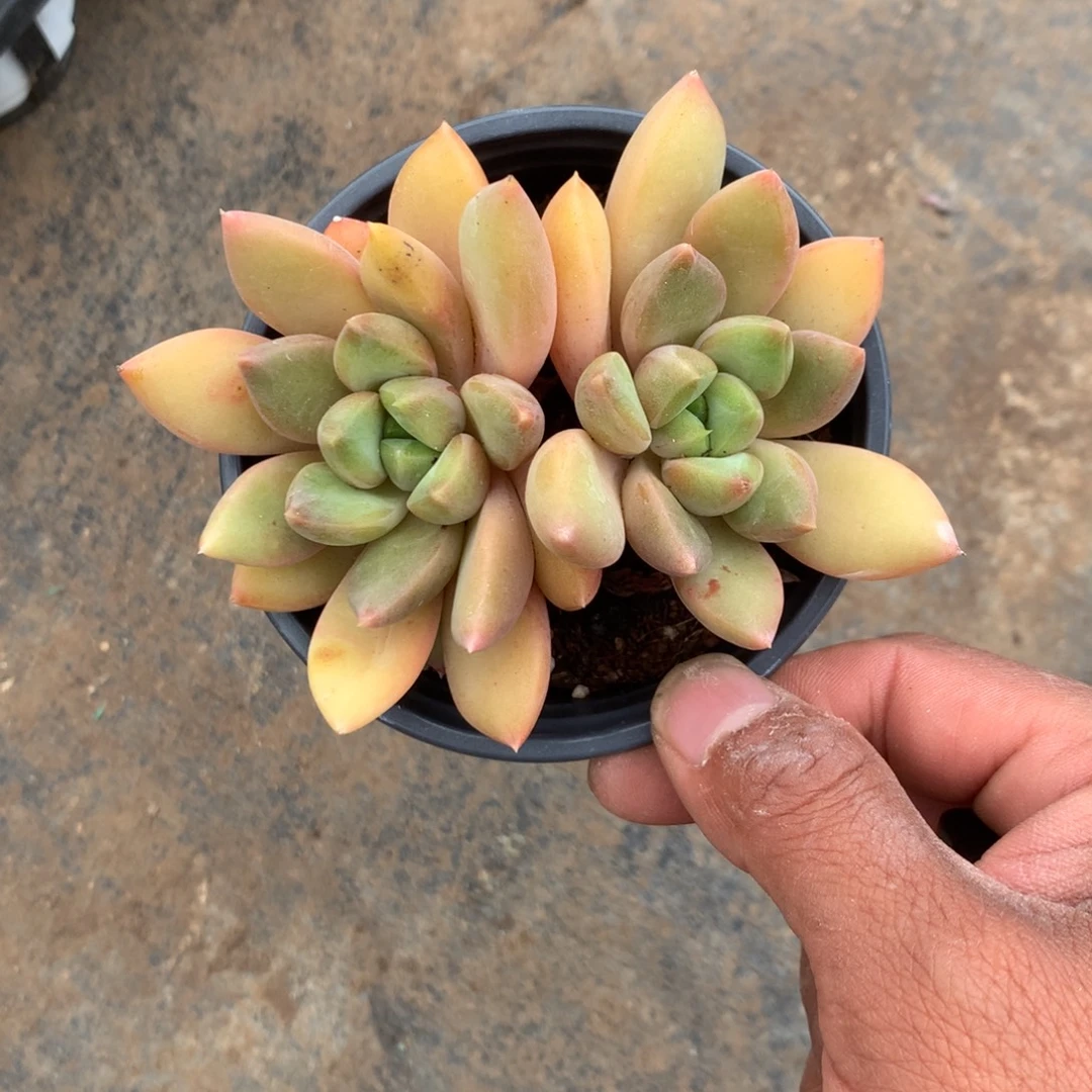 你要吃就去拿去咯你