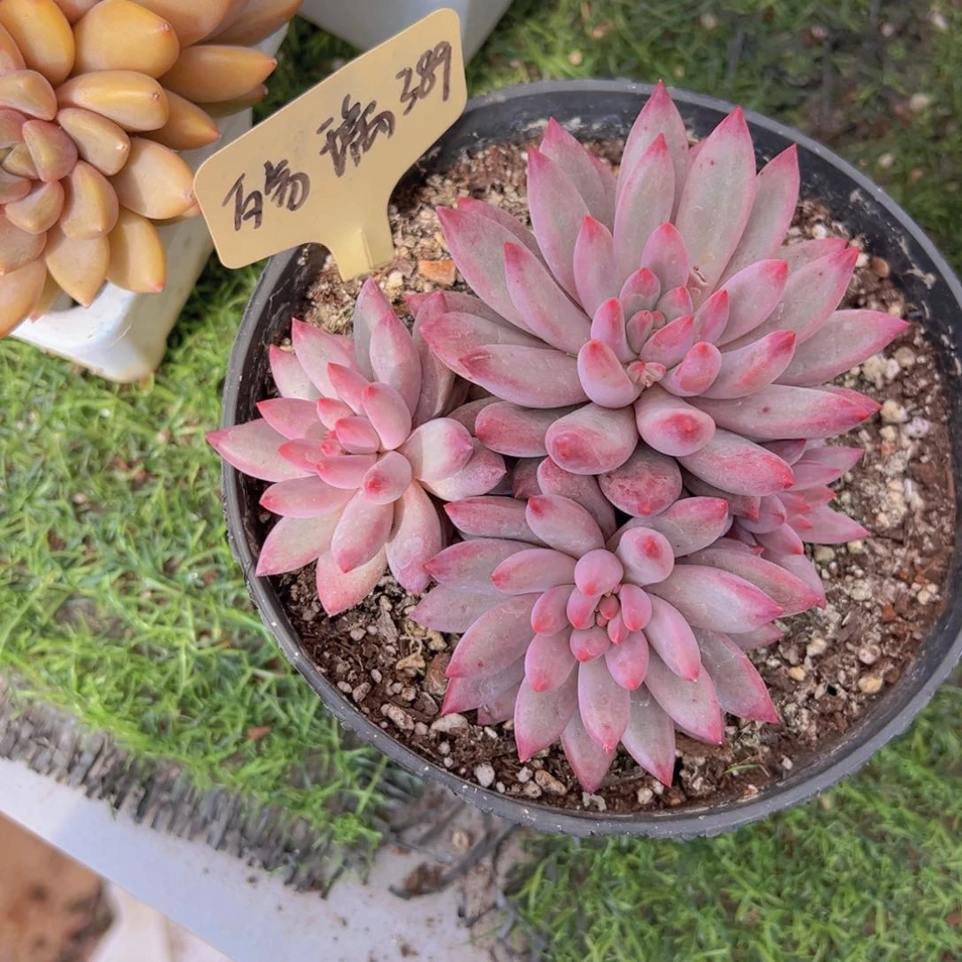 香玉的故事是一个人的故事