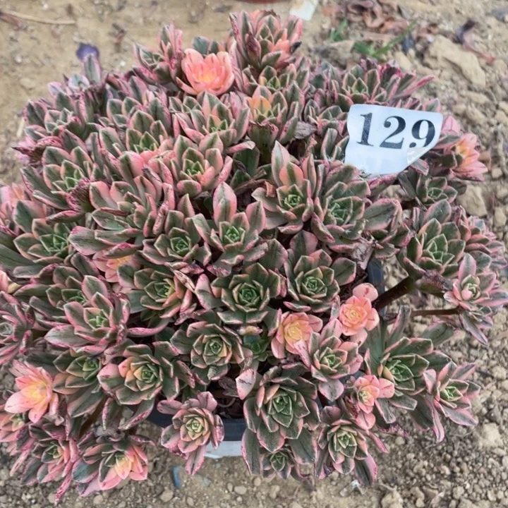 129多肉植物甜茶植物