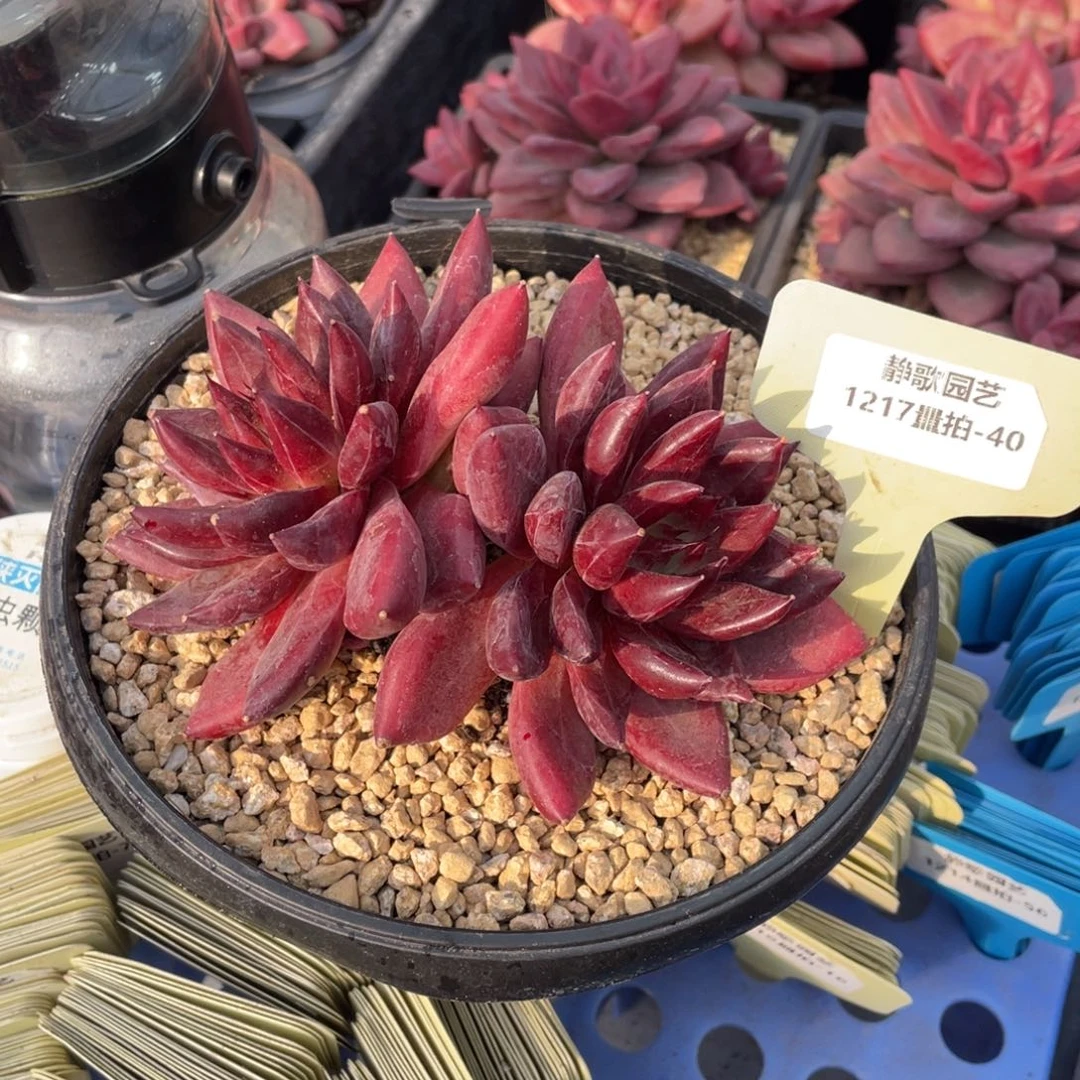 1217-40-恶魔灵魂大双头一颗lp