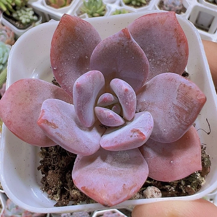 红茶19包邮多肉植物