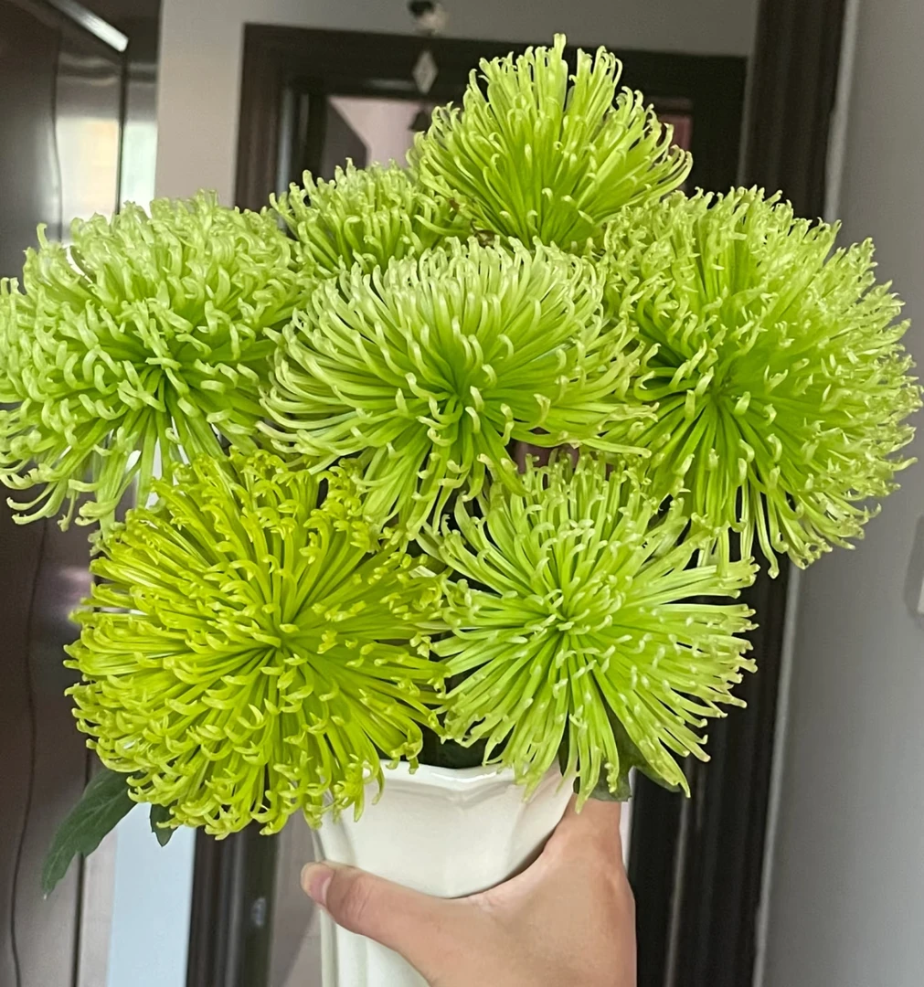 【花努力安娜绿烟花菊AK】10枝安娜绿烟花菊 |任意满两单鲜花包邮