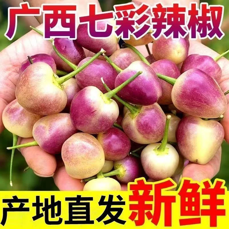 广西特产新鲜七彩椒五彩椒灯笼椒可腌制泡椒剁椒包邮