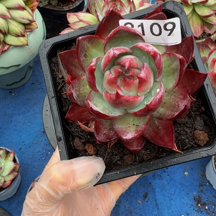 惊鸿仙子 2109.......