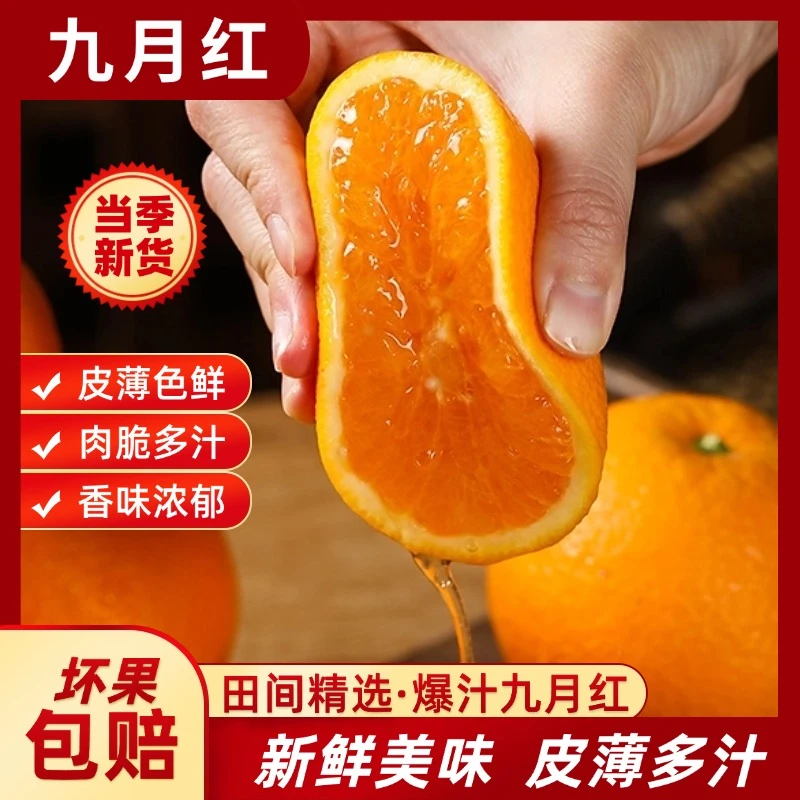 2024湖北九月红脐橙当季新鲜水果整箱薄皮手剥橙子