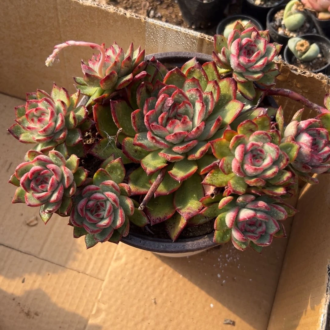 多肉植物保利安娜