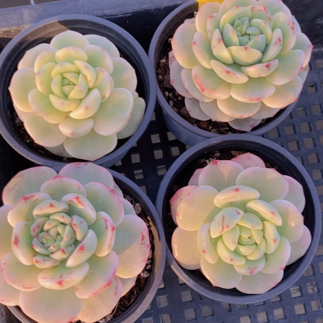 21-43-香草锦单头一个