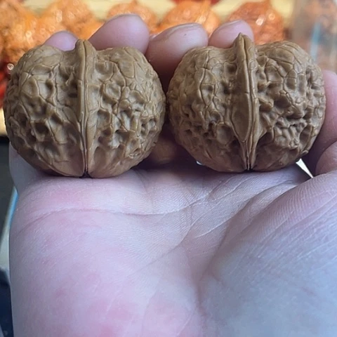 文玩核桃把件天启元宝带彩41