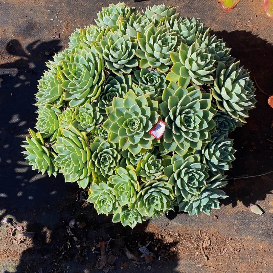 三色堇29,8特价老桩多肉