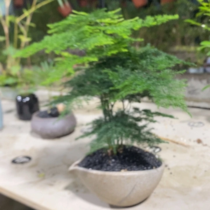 一***金无花朵退款拉黑拉黑185