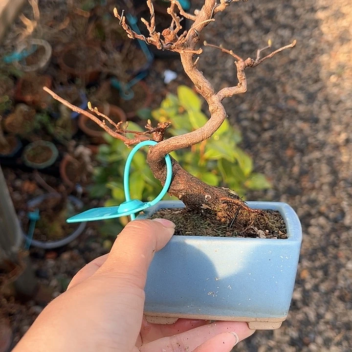 红陶游***毛148顺丰到付