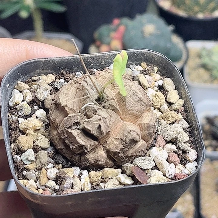 金*五南非龟甲龙实生球3.7公分