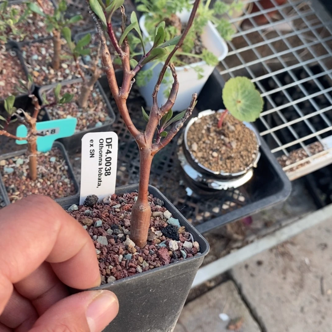 海豚叶厚炖菊多肉植物