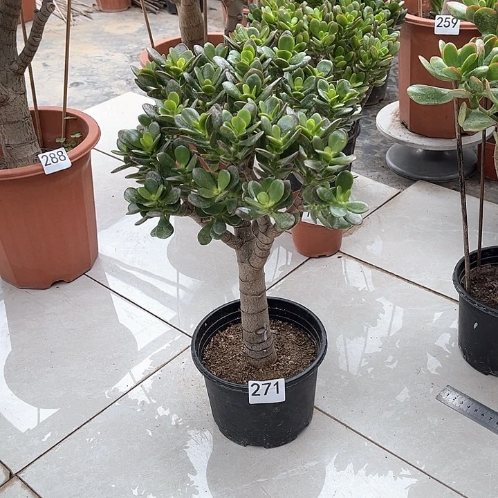 姬红花月独杆老桩