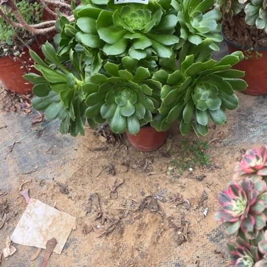 552绿羊绒不包断枝