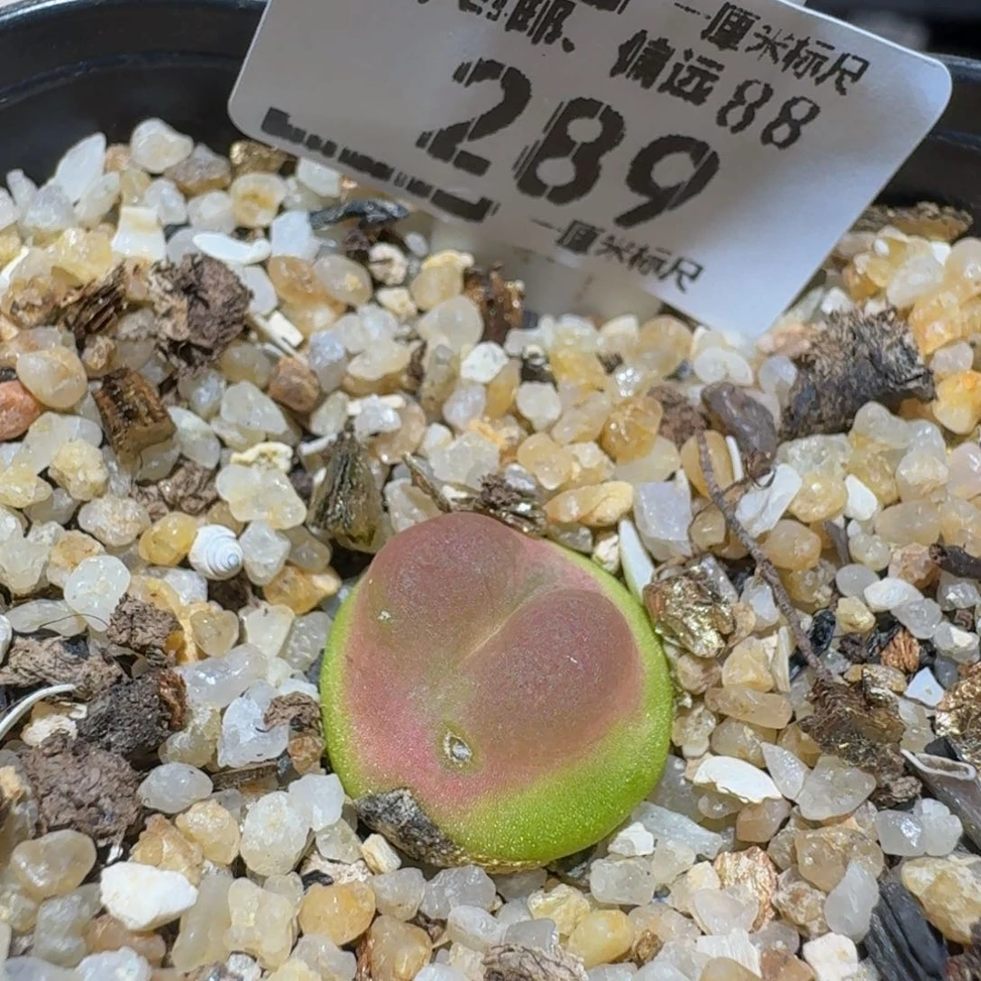Sssss精品生石花289疤特