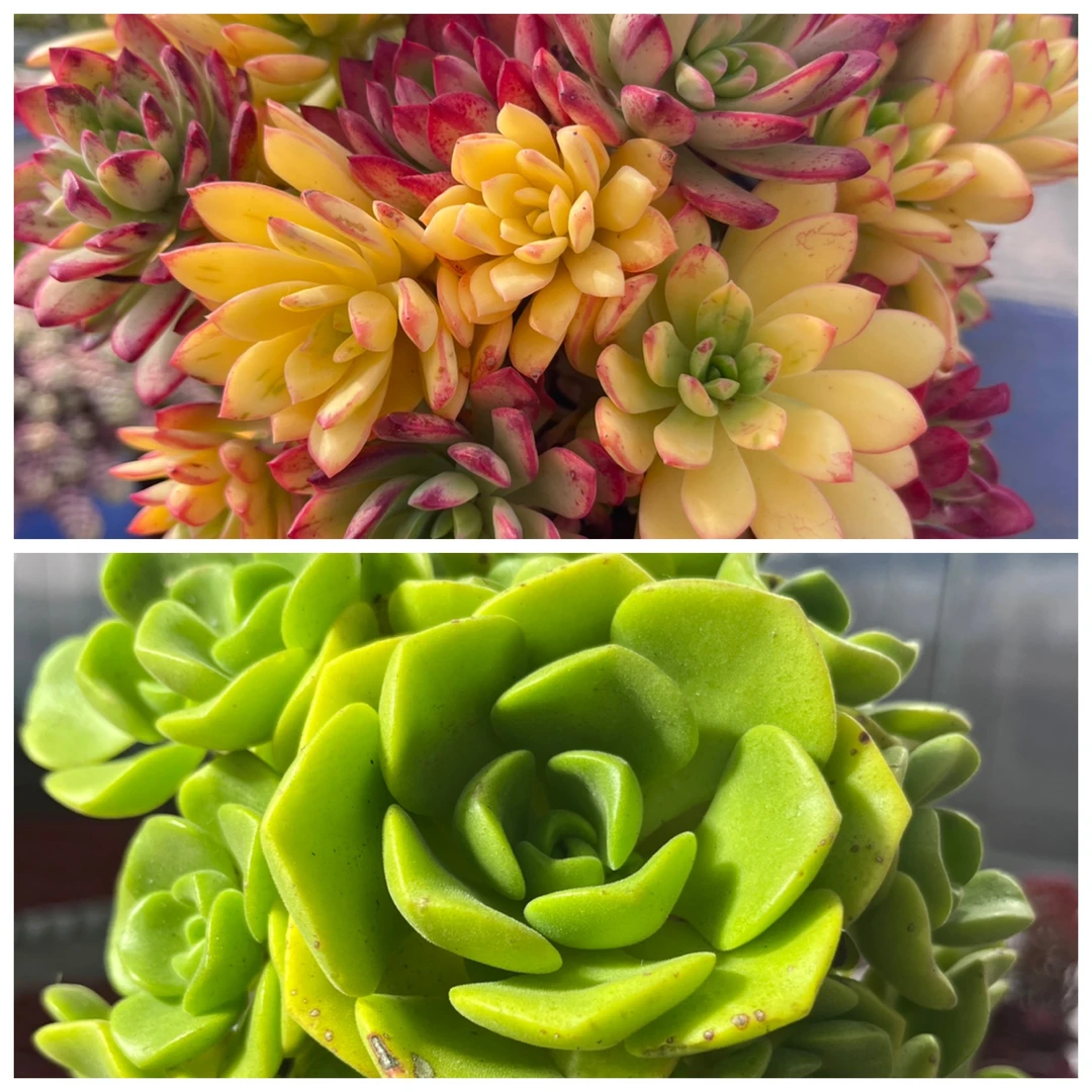 【七彩云南+百合丽丽】带盆带土 好养活 精品盆栽 多肉种植基地