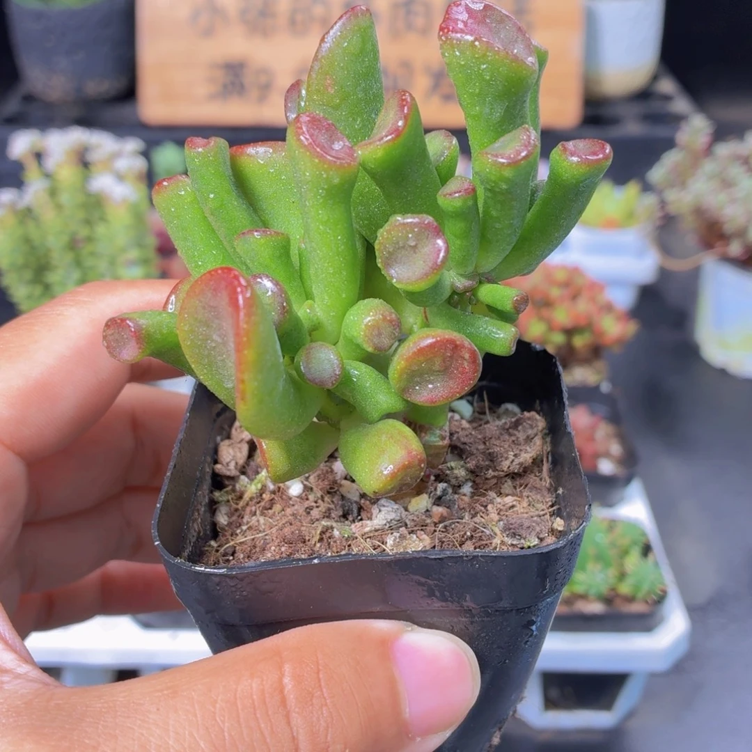 吸财树多肉9.9包邮发货