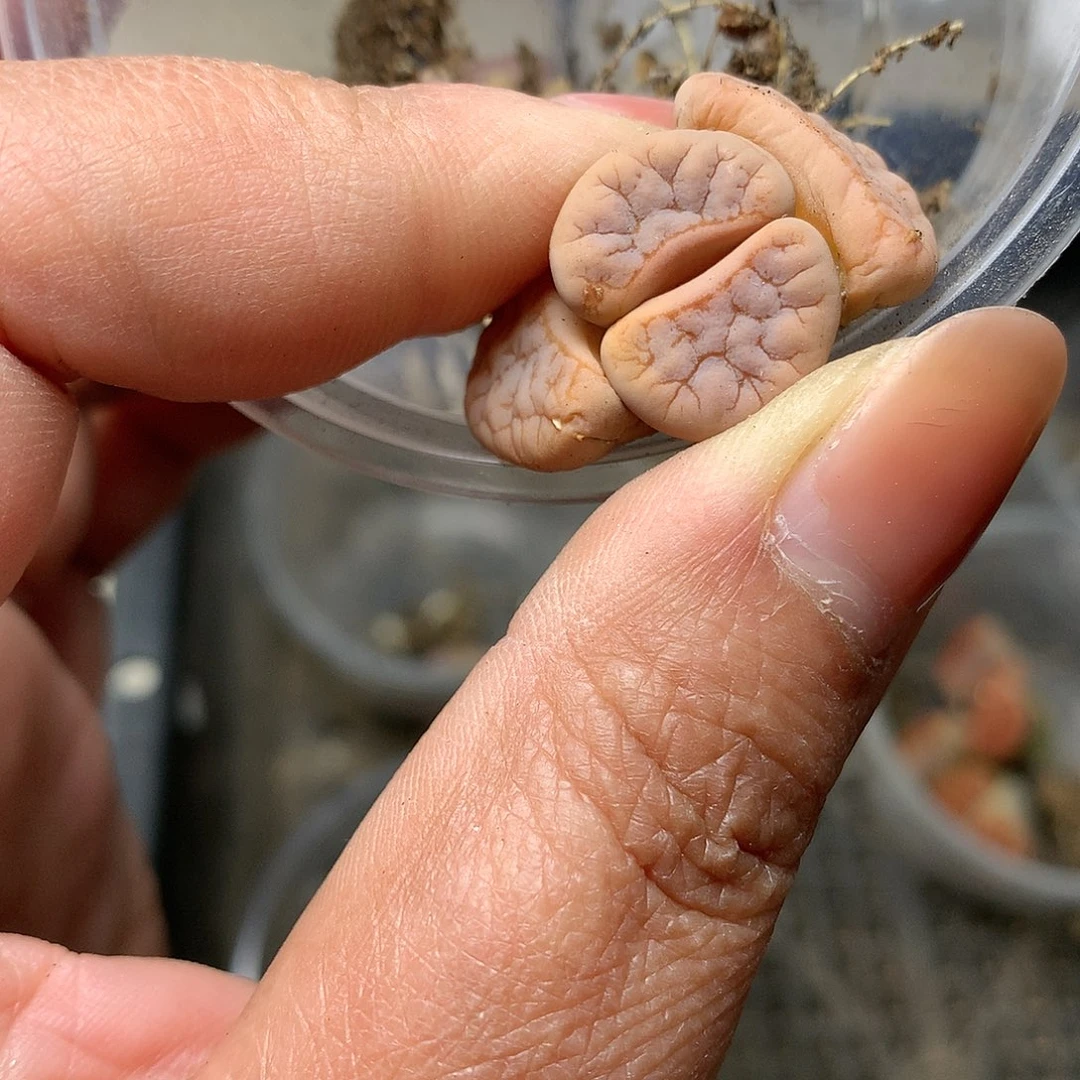 W309多肉植物保护