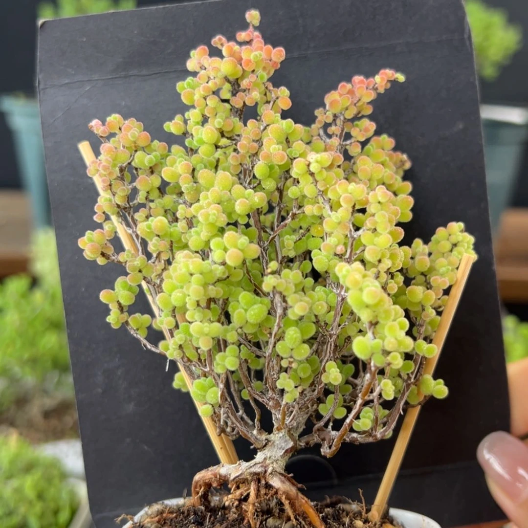 【闪购商品】提根造型桩dy2453蜜橘糖球