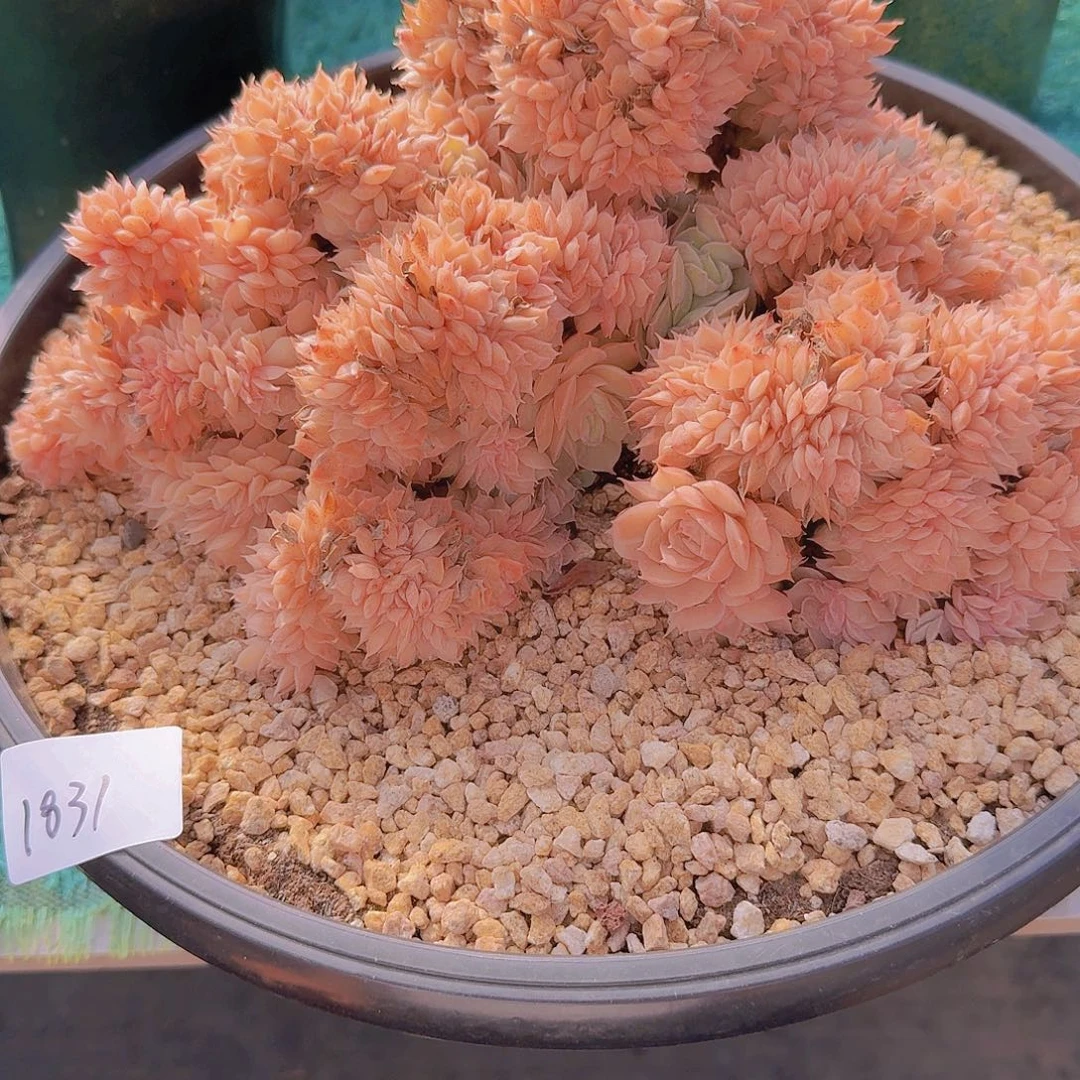 1831昂斯诺缀多肉植物