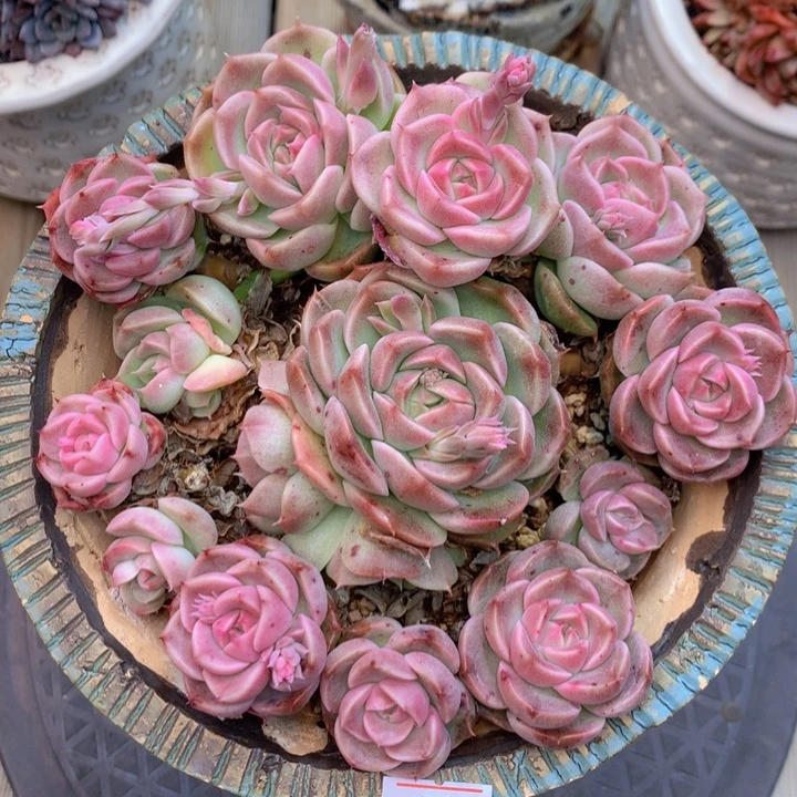 一物一拍脱土洛根发货107