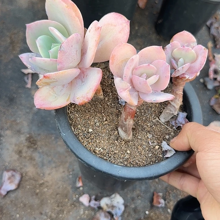 白凤884 多肉植物一物一拍