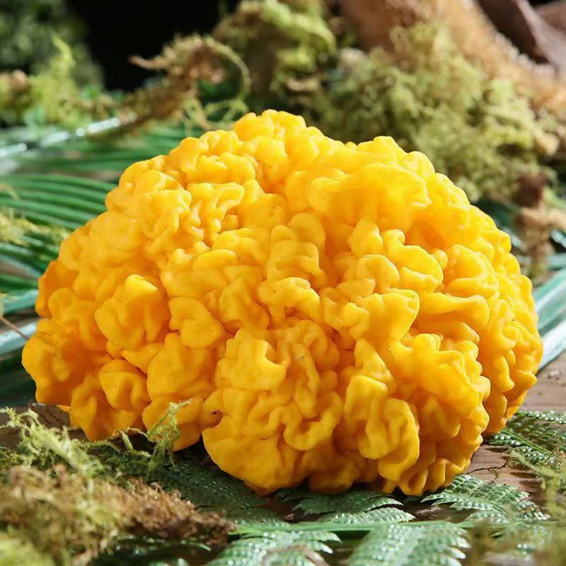 滇越土特sxh ～非香菇