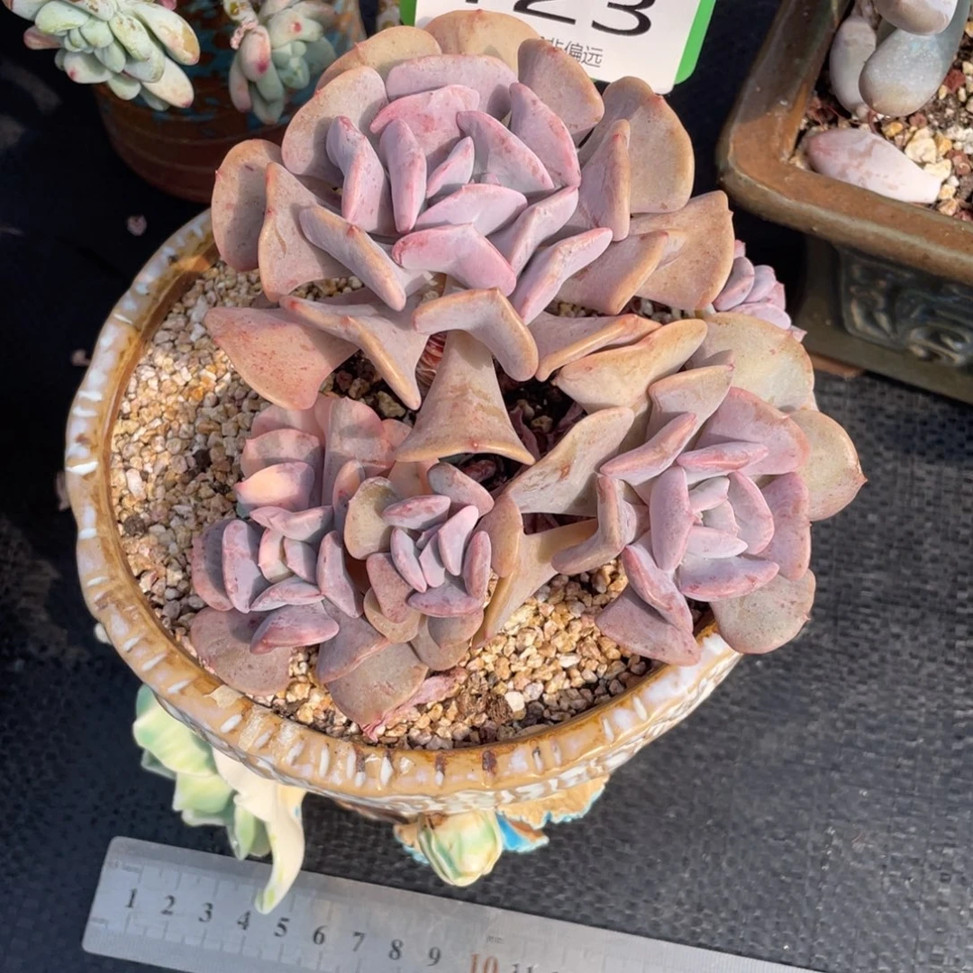 乐***呵弥鹿之森多肉0123