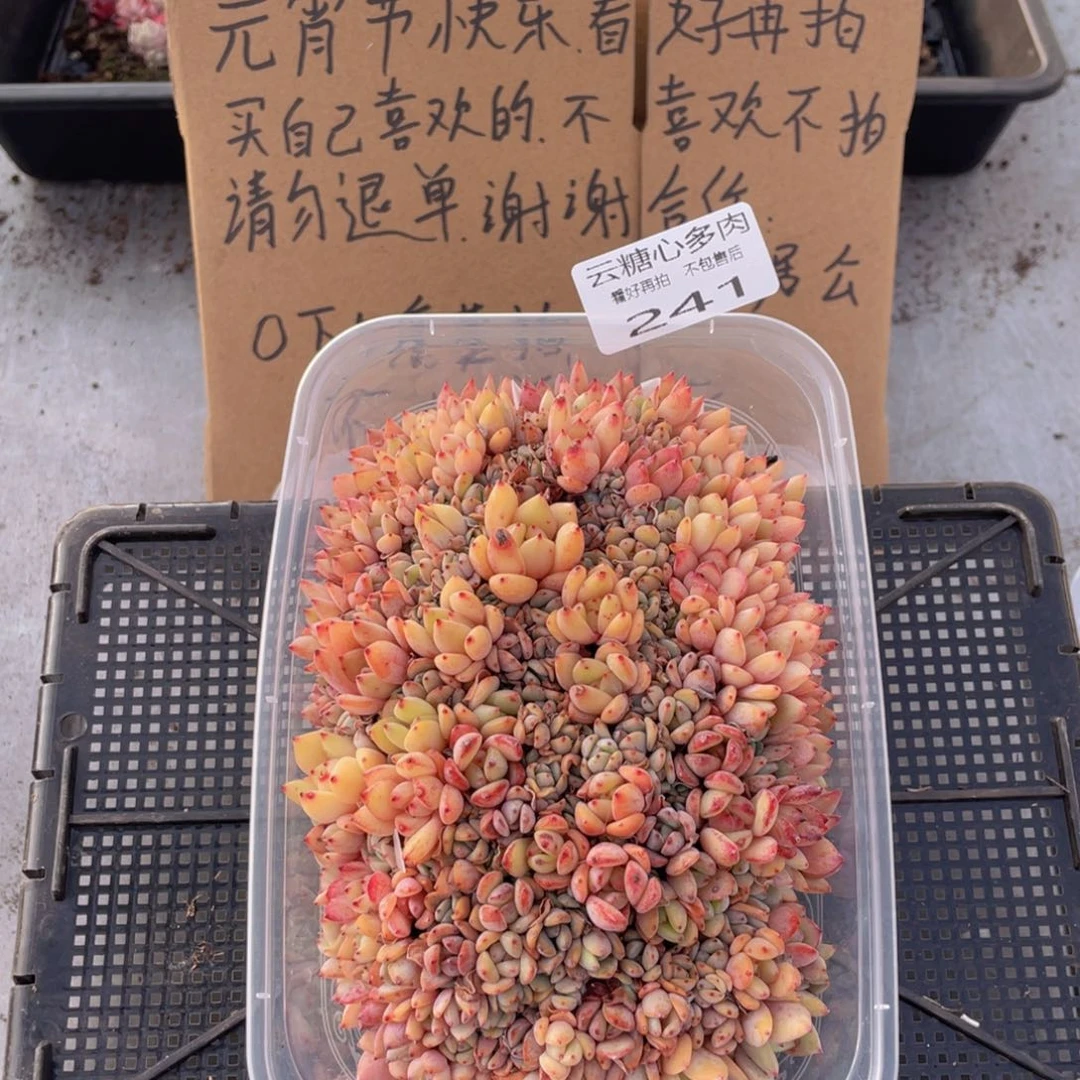 云糖心多肉植物241