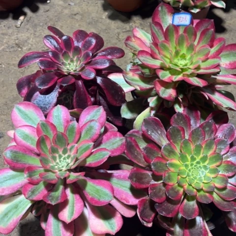 825多肉植物组合