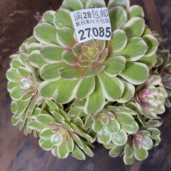 27085南孔雀翎多肉植物