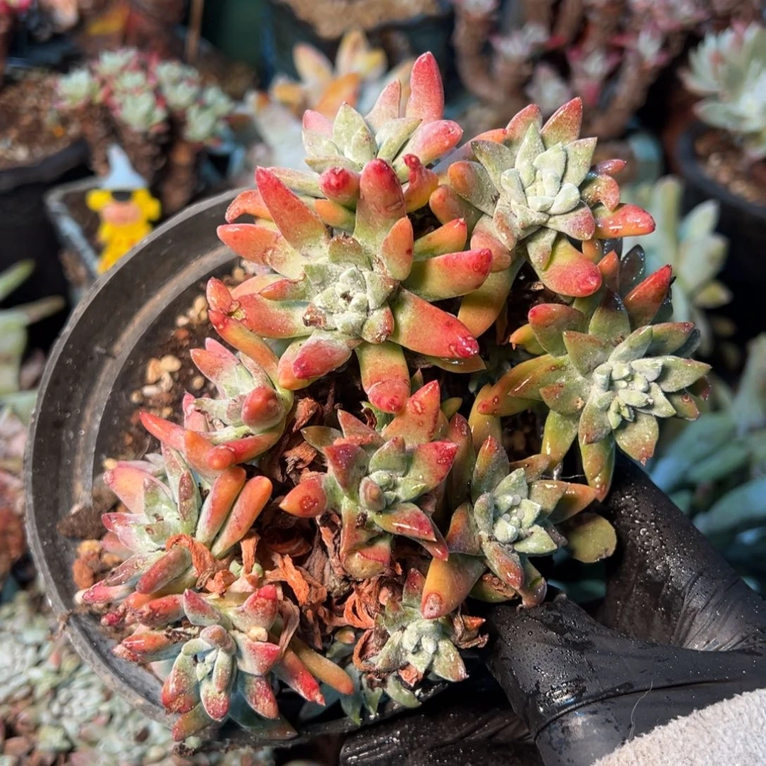 217哈哈哈哈哈哈哈