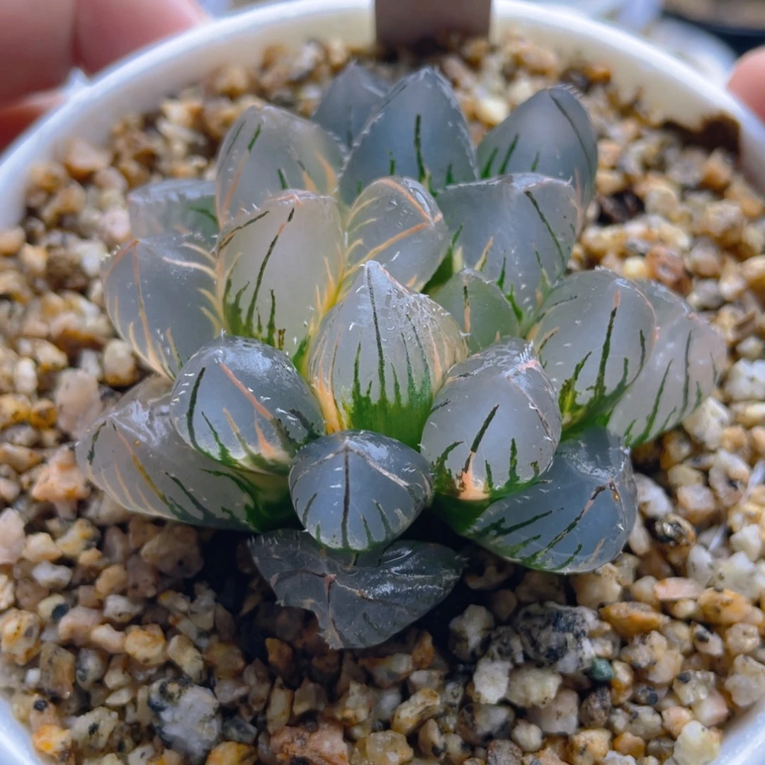 21.十二卷oh玉露锦。