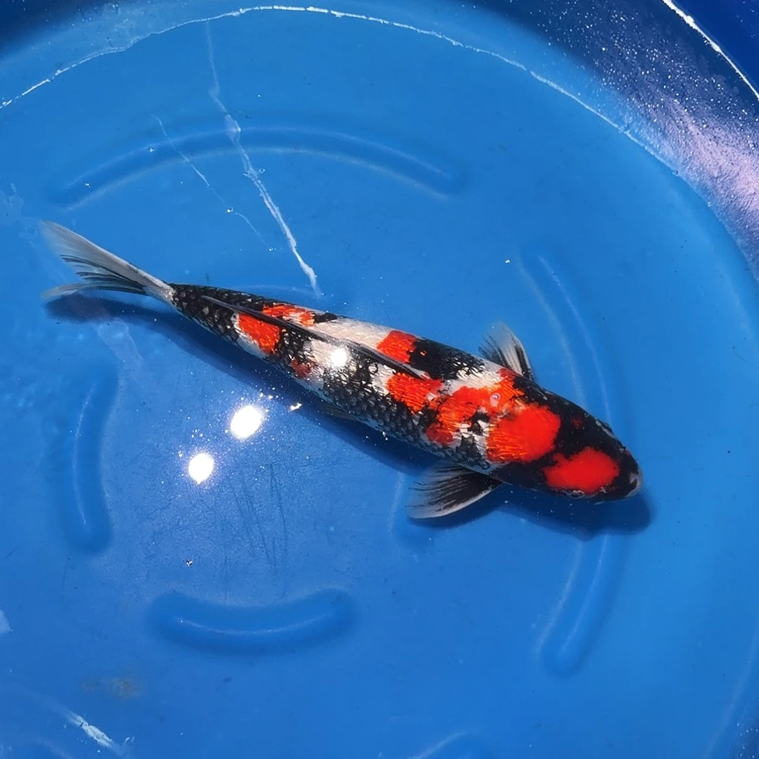 锦鲤昭和专拍链接