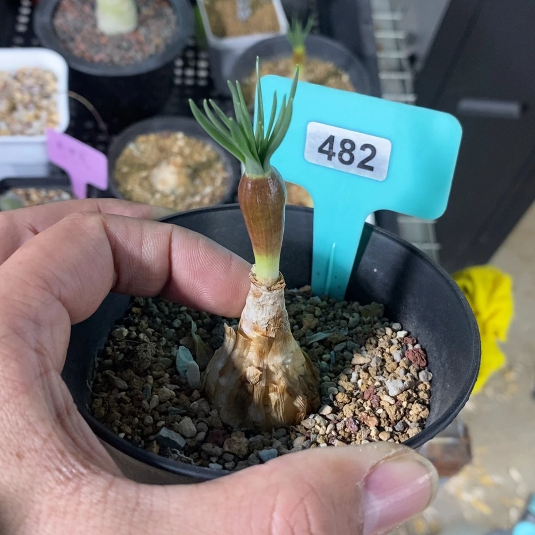 GN弹簧草产地多肉植物