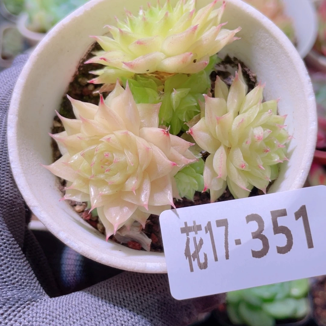 花利美17-351麦秆