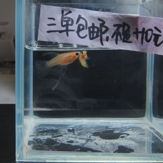 孔雀鱼黄蕾丝玻璃猫大c一对