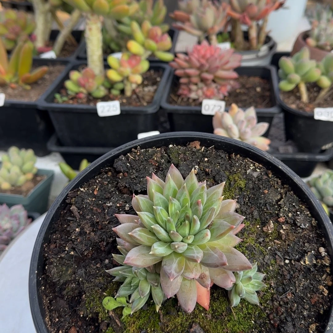 239号一物一拍一物一拍