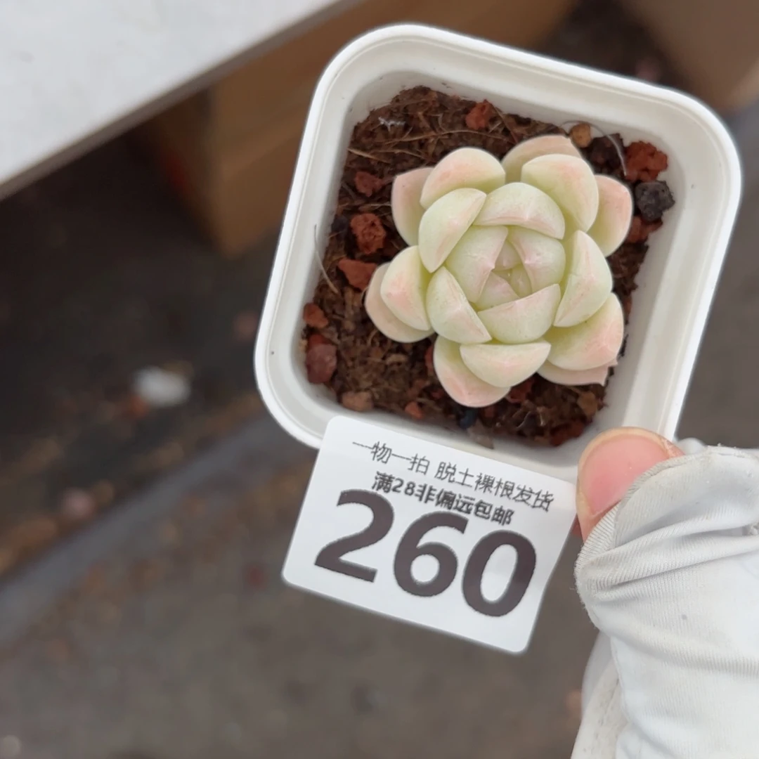 白桃汽水单头无盆土发货