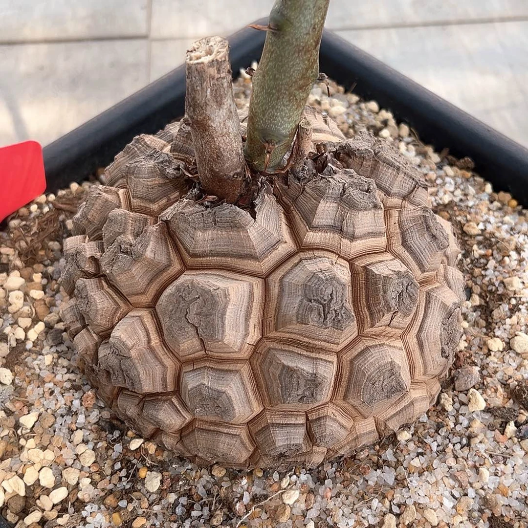 潮流植物精品南非龟，遁甲T10