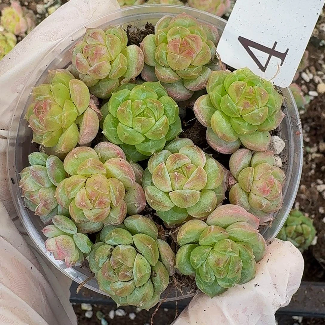 花**语多肉植物多肉植物4