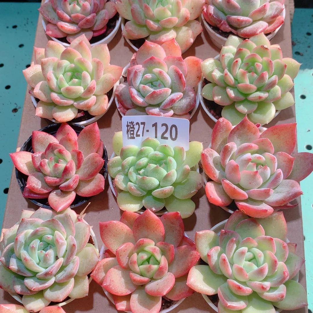 27-120一物一拍多肉带盆18颗