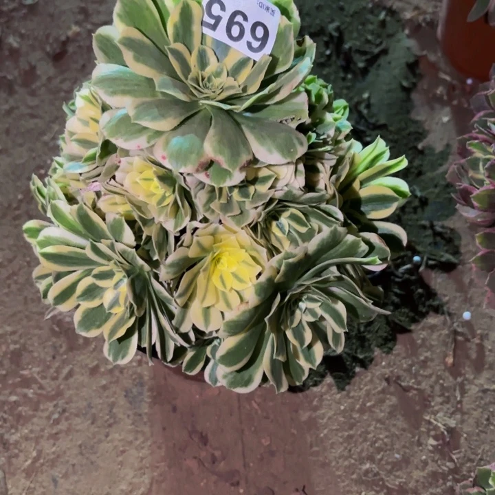 695迈巴赫多肉植物