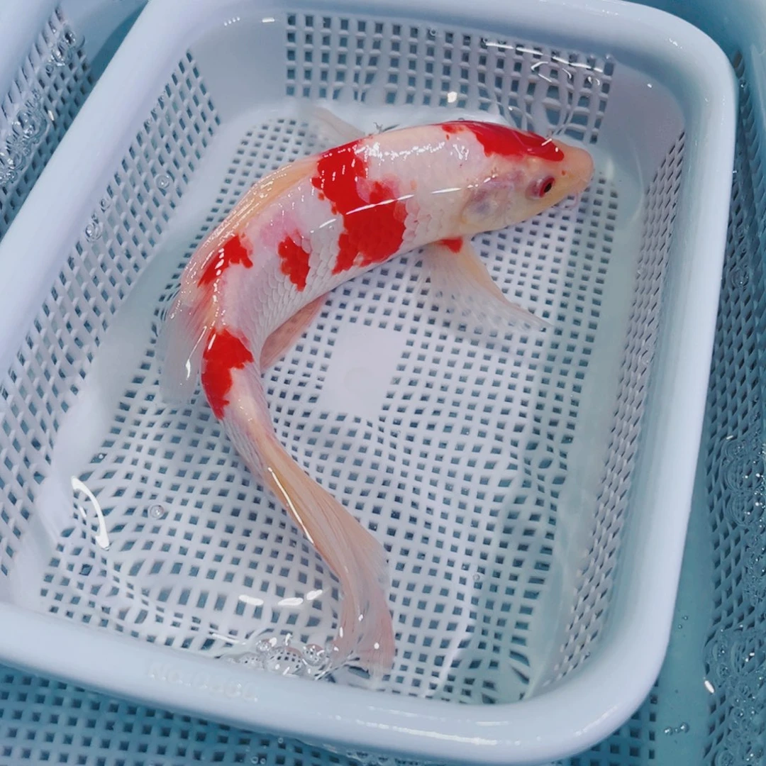 锦鲤锦鲤冷水鱼观赏