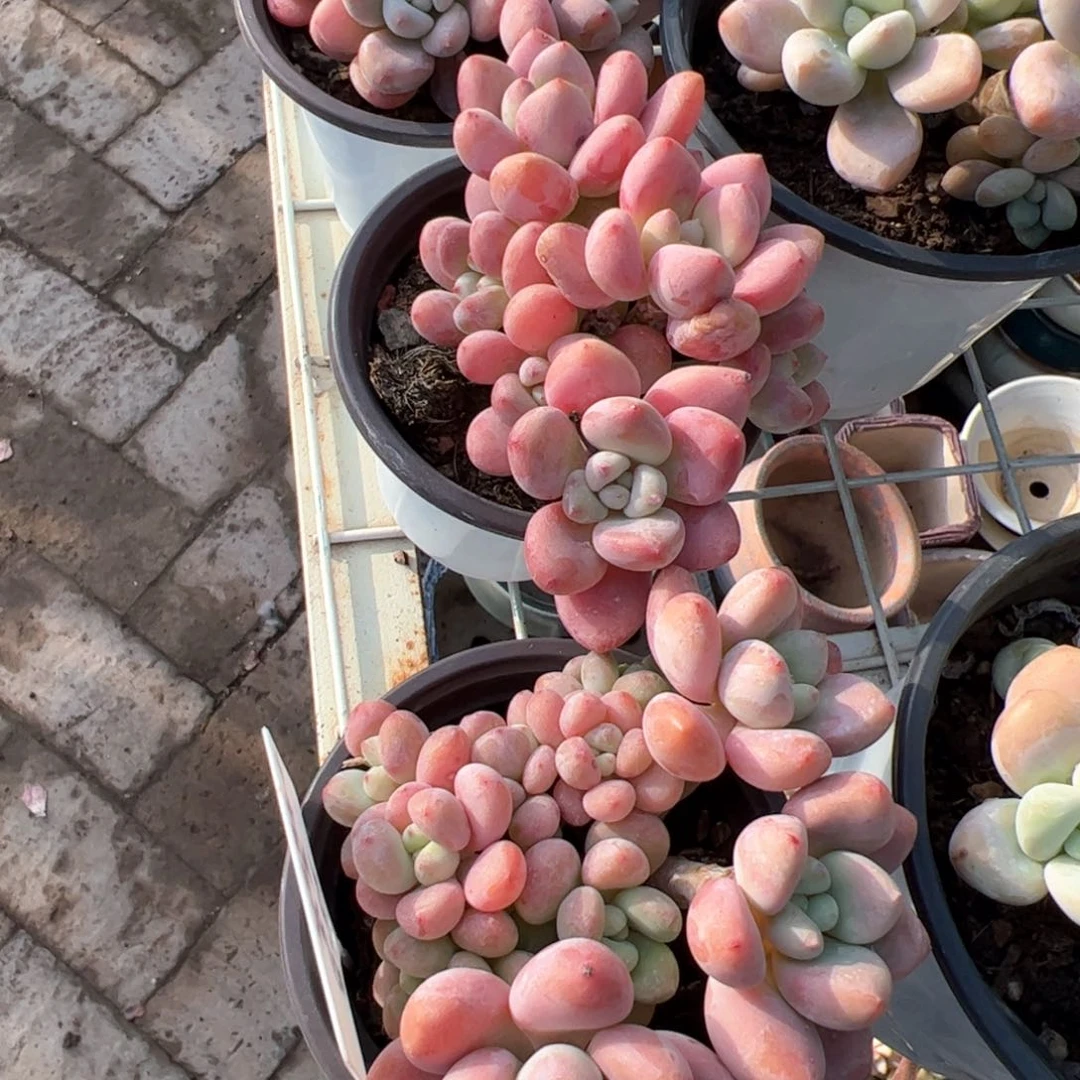 新疆包邮 樱花洛神