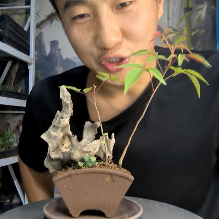 老**花中青园艺一物一拍89